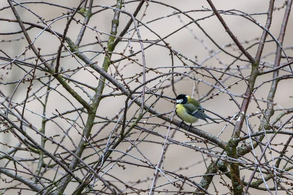 Tit Sits Branches Tree — Φωτογραφία Αρχείου