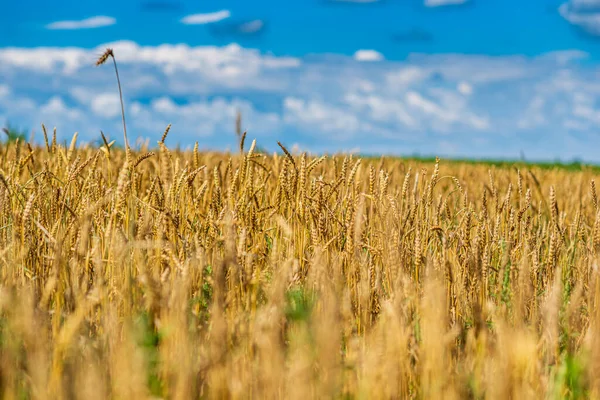 Het Rijpe Tarweveld Tegen Lucht Gefotografeerd — Stockfoto