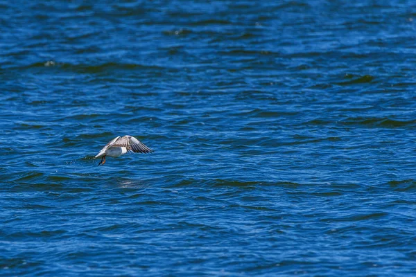 Gaivotas Pousam Superfície Água — Fotografia de Stock