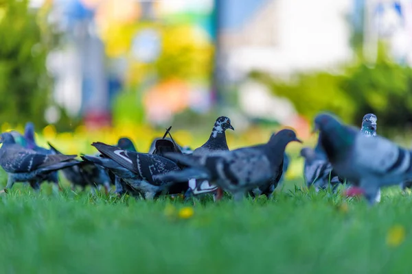 Güvercinler Yazın Yeşil Çimlerin Üzerinde Otururlar — Stok fotoğraf