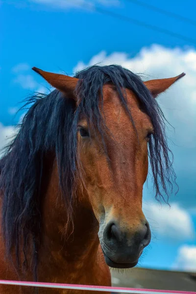 Cavallo Guarda Macchina Fotografica Solo Muso Nella Cornice — Foto Stock