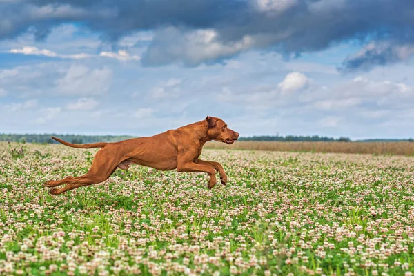 Seekor Anjing Pemburu Mengejar Mangsa Difoto Close Dalam Gerak — Stok Foto