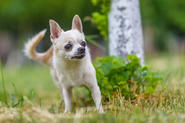 Küçük Chihuahua Yazın Parkta Çimlerde Oynar — Stok fotoğraf