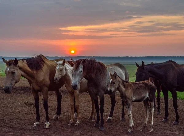 View Horses Graze Dawn — Stock Photo, Image