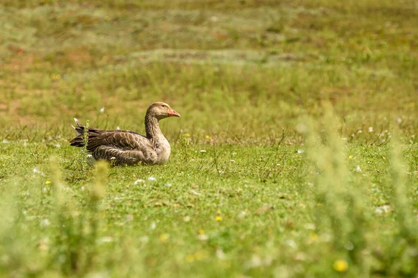 Pato Solitário Grama Verde — Fotografia de Stock