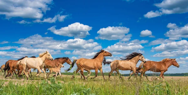 Troupeau Chevaux Court Rapidement Vers Pâturage Long Route Sous Ciel — Photo