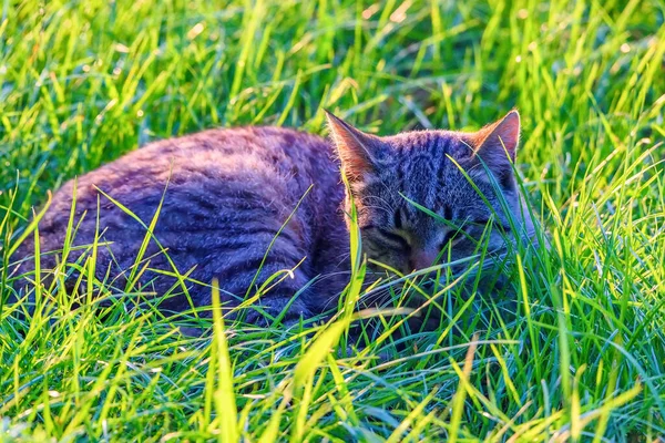 Porträt Streunende Katze Gras — Stockfoto