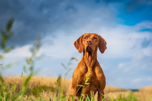 Portrait Thoroughbred Hunting Dog Close Field Sky — Stock Photo, Image