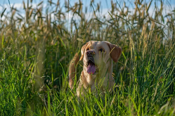 Retrato Labrador Amarelo Pálido Recuperado Num Campo Close Fotografado — Fotografia de Stock