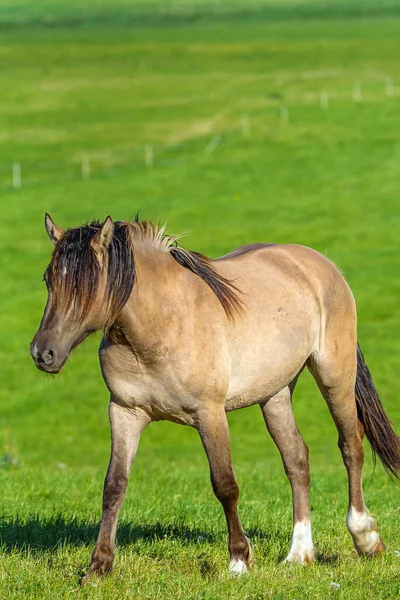 Koń Biegnie Przez Łąkę — Zdjęcie stockowe