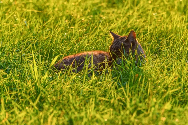 Ritratto Gatto Randagio Nell Erba — Foto Stock