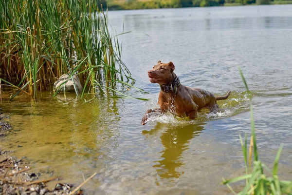 Wet American Pit Bull Terrier Sale Del Lago Después Nadar — Foto de Stock