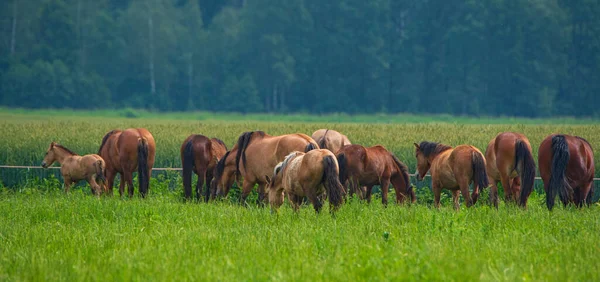 Herd Horses Grazes Farm Field Photographed Close — Stock Photo, Image