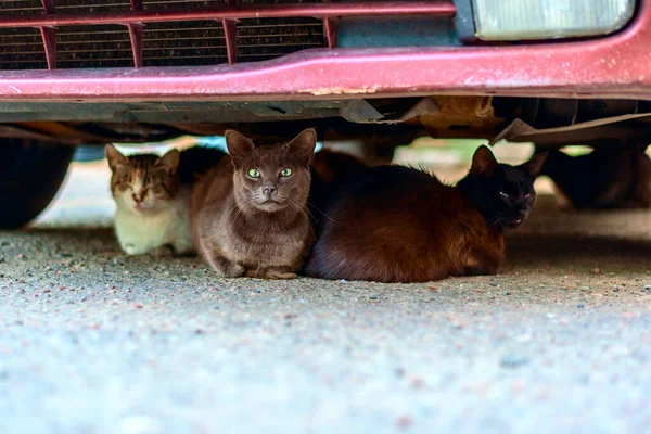 Homeless cat under the car