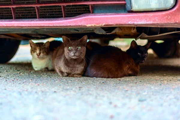 Arabanın altında evsiz kedi var.