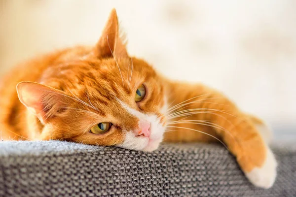 Ritratto Gatto Rosso Domestico Sdraiato Sul Divano — Foto Stock