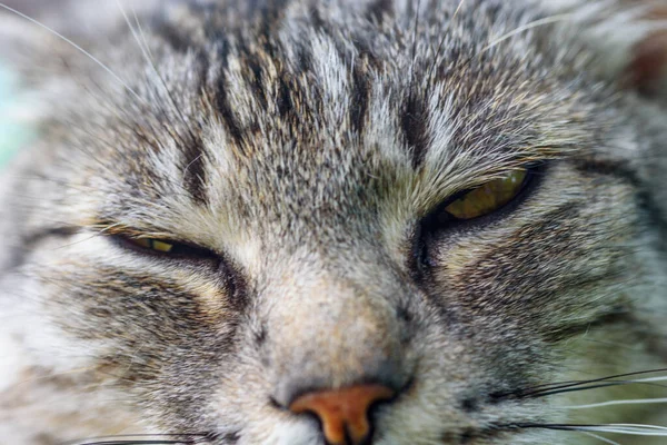 Retrato Cerca Gato Gris —  Fotos de Stock