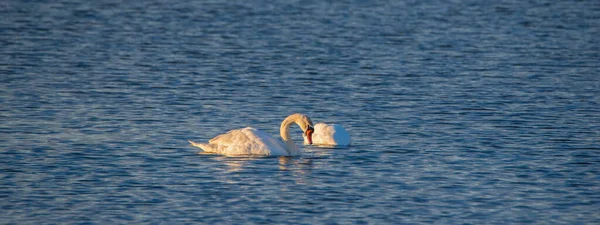 Cisnes Brancos Estão Nadando Lago Fotografado Distância — Fotografia de Stock