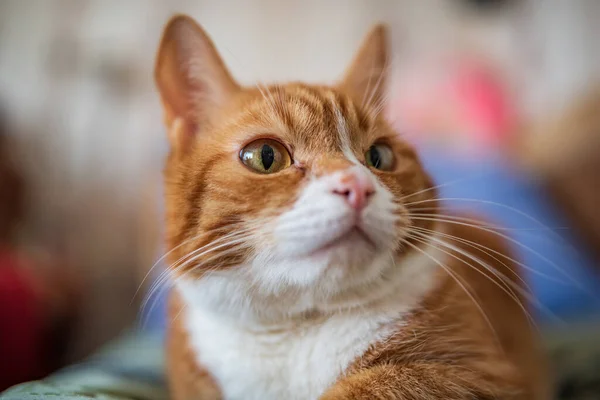 Chat Roux Domestique Repose Sur Lit Sur Couvre Lit Vert — Photo