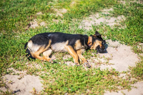 Hemlös Hund Sover Det Gröna Gräset — Stockfoto
