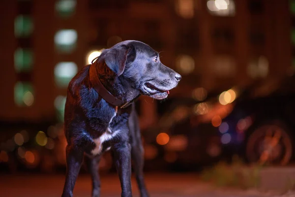 Akşamları şehir avlusundaki Labrador 'un arka planında parlayan pencereler bulanıklaşıyor.