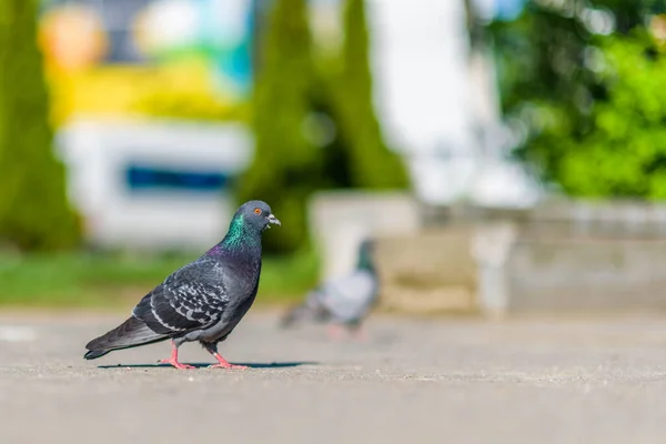Porträt Einer Einsamen Taube Auf Dem Platz Mit Stark Verschwommenem — Stockfoto