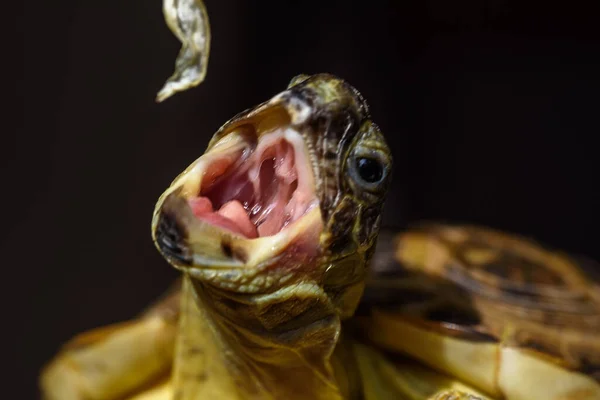 Tortuga Con Boca Abierta Agarra Repollo —  Fotos de Stock