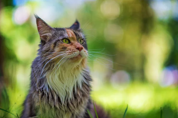 Portret Van Een Volbloed Kat Het Gras Gefotografeerde Close — Stockfoto