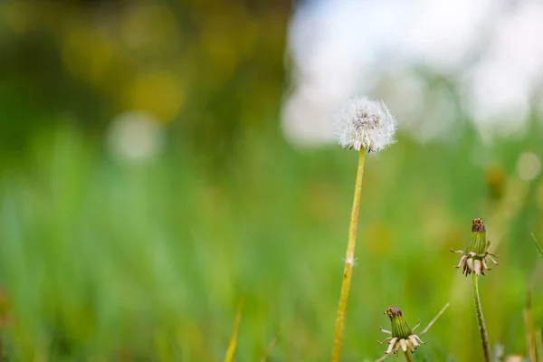 Satu Dandelion Lapangan Close Pada Hari Yang Cerah — Stok Foto