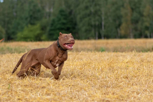 Yakışıklı Amerikan Pitbull Terrier Biçilmiş Alanda Hızlı Koşar — Stok fotoğraf