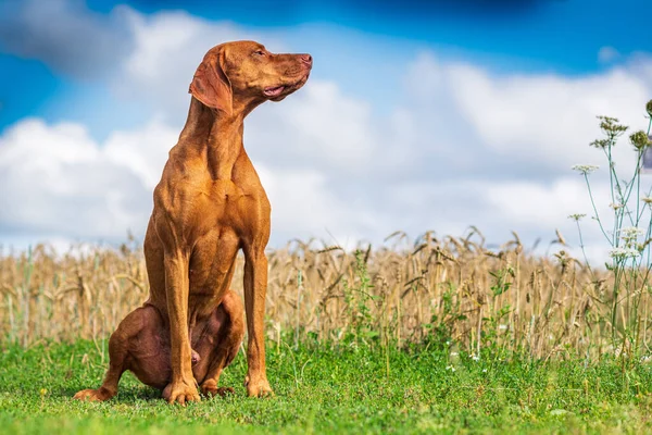 Arka ayaklarının üzerinde oturan bir Macar Vizsla portresi..