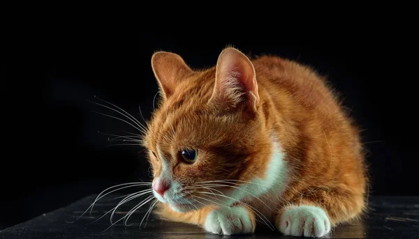 Gato Jengibre Asustado Con Grandes Ojos Sobre Fondo Negro — Foto de Stock