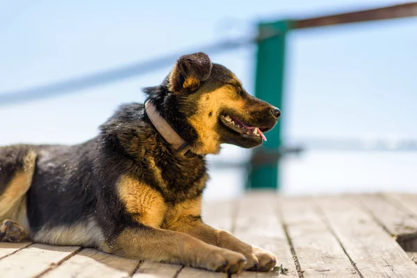 Herrelös Hund Badar Solen Träplankor — Stockfoto