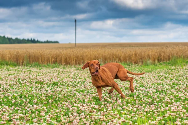 Cão Caça Está Perseguir Presas Fotografado Close Movimento — Fotografia de Stock