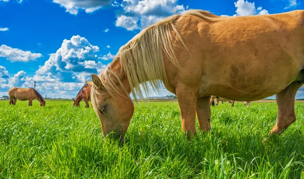 Een Paard Schampt Het Veld Gefotografeerd Tegen Lucht Wolken — Stockfoto