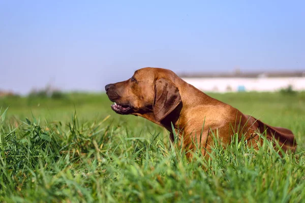 Retrato Rhodesian Ridgeback Hierba —  Fotos de Stock