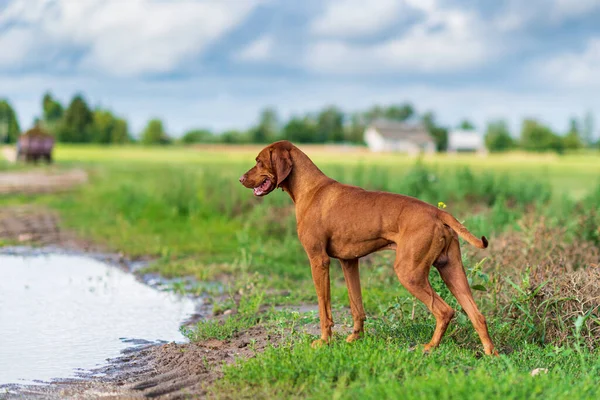 Magyar Magyar Vizsla Vadászpózban — Stock Fotó