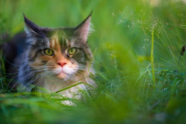 Retrato Gato Maine Casulo Parque Close Fotografado — Fotografia de Stock