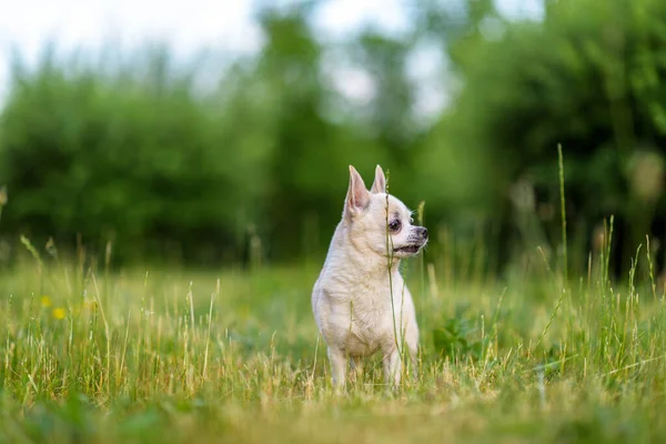 Küçük Chihuahua yazın parkta çimlerde oynar..