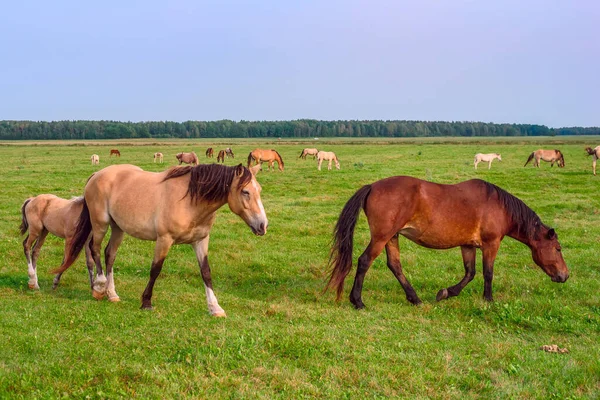 Flock Hästar Betar Äng — Stockfoto