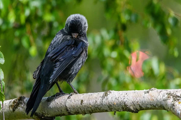 Corbeau Noir Sullen Assis Sur Une Branche Bouleau Été — Photo