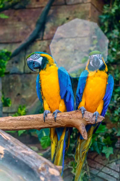 Schöner Papagei Zoo — Stockfoto