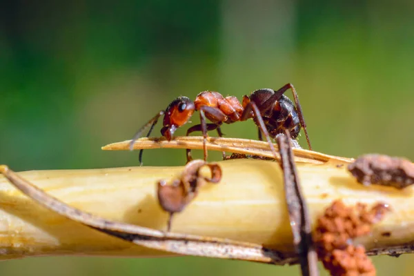 Closeup view of an ant on grass