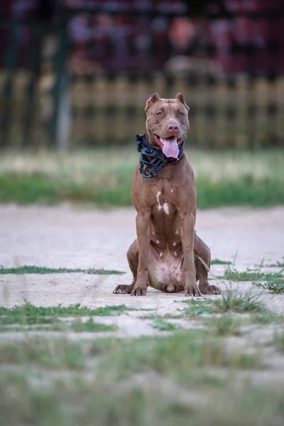 Retrato Terrier Americano Cansado Pit Bull Com Sua Língua Pendurada — Fotografia de Stock