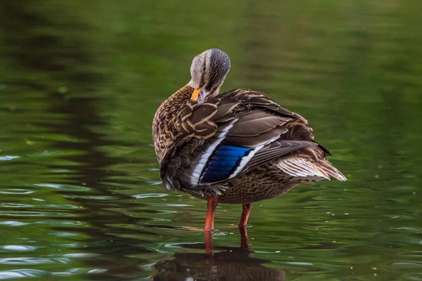 A beautiful wild duck cleans feathers in a pond. Photographed close-up.