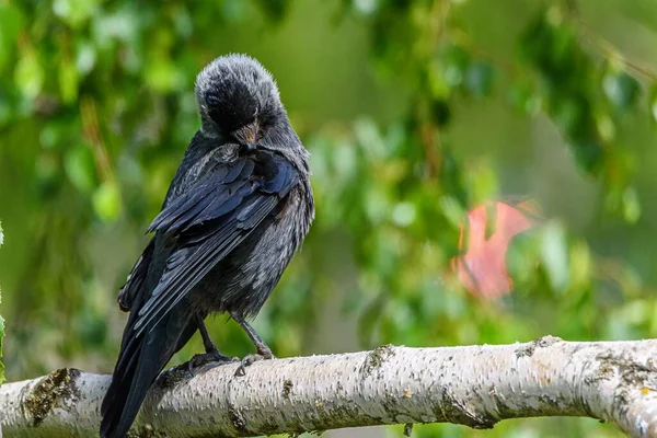 Corbeau Noir Sullen Assis Sur Une Branche Bouleau Été — Photo