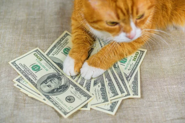 Cat money Stock Photos, Royalty Free Cat money Images ...