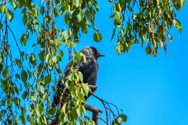 Corbeau Assis Sur Une Branche Bouleau Contre Ciel — Photo