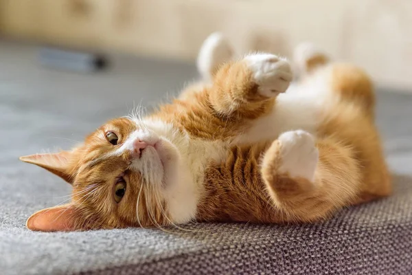 Красная Кошка Лежит Диване Поднятыми Лапами — стоковое фото