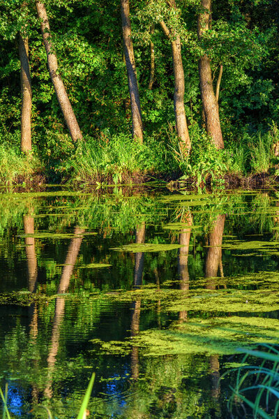 pond tightened with duckweed